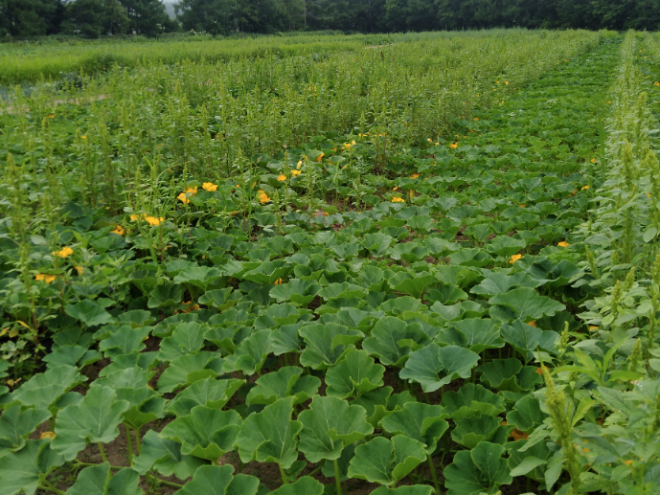 文土FARM / 野菜が本来の力を最大限発揮出来るような栽培を目指しています。