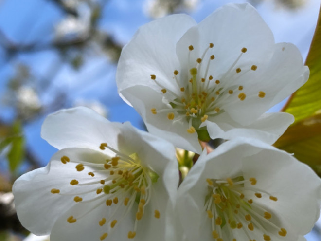 くくり農園 / 摘芽　摘花　摘果